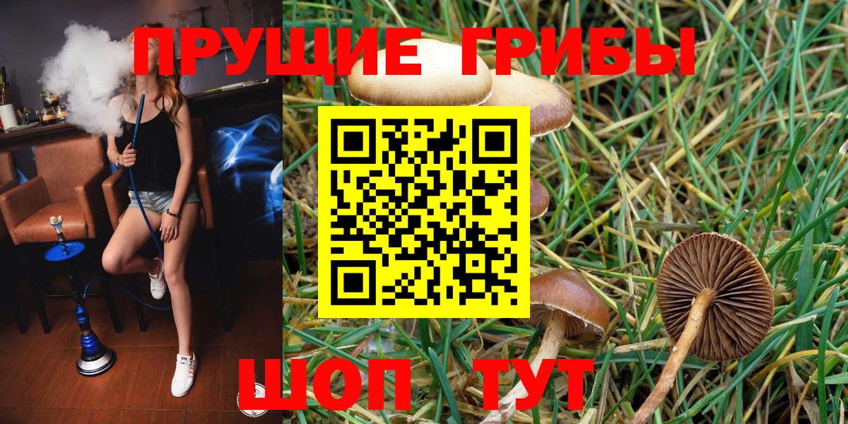Псилоцибиновые грибы Psilocybine cubensis Фролово